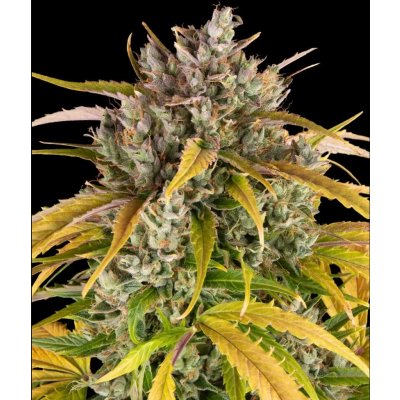 Dutch Passion Auto Glueberry O.G.semena neobsahují THC 5 ks – Sleviste.cz