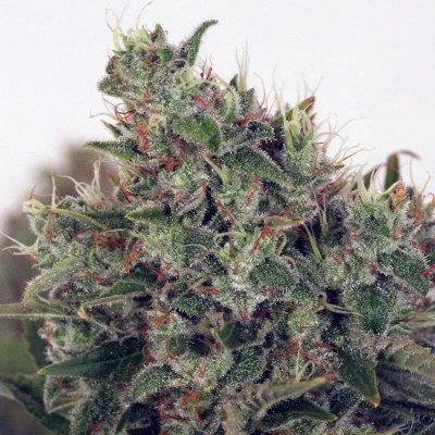 Ministry of Cannabis Ultra White Amnesia semena neobsahují THC 2 ks – Zboží Dáma