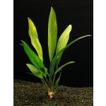 Anubias congensis - Anubis konžský – Zboží Dáma
