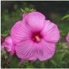 Květina Ibišek bahenní Mallo Rose - Hibiscus moscheutos - prodej semen - 5 ks