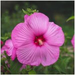 Ibišek bahenní Mallo Rose - Hibiscus moscheutos - prodej semen - 5 ks – Zbozi.Blesk.cz