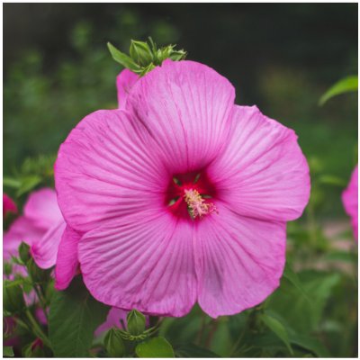 Ibišek bahenní Mallo Rose - Hibiscus moscheutos - prodej semen - 5 ks