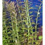 Rotala indica - Kolovka indická – Hledejceny.cz