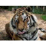 Zážitková noc v zoo – Sleviste.cz