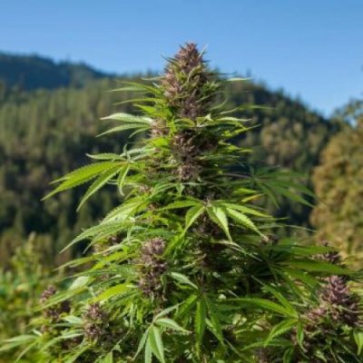 Phoenix Seeds Outdoor UK AUTO semena neobsahují THC 5 ks – Zboží Mobilmania