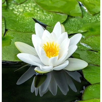 Nymphaea alba – košík 11x11 cm – Hledejceny.cz
