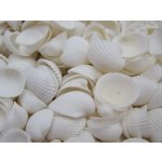 Dijk Natural Collection Mušle Clam rose shell 100 g – Zboží Mobilmania