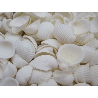 Dijk Natural Collection Mušle Clam rose shell 100 g – Zboží Mobilmania