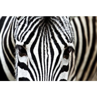 Dimex FL255-008 samolepící fototapeta na podlahu Zebra rozměry 255 x 170 cm