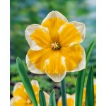 Narcis 'Orangery' 5 ks – Zboží Mobilmania