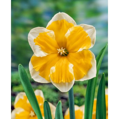 Narcis 'Orangery' 5 ks – Zboží Mobilmania