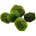 Aegagropila linnaei – Sleviste.cz