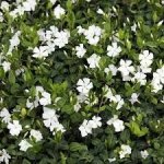 Vinca minor 'Alba' Velikost hrnku: 0,5lčerv – Hledejceny.cz