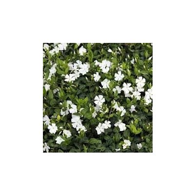 Vinca minor 'Alba' Velikost hrnku: 0,5lčerv – Hledejceny.cz