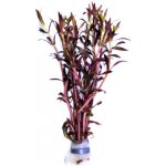 Limnophila aromatica - Bahnatka vonná – Hledejceny.cz