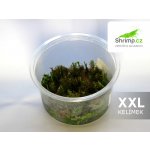 Rotala wallichii - Kolovka Wallichova – Zboží Dáma