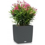 Lechuza Cube Cottage Květináč Antracit 40 cm – Zboží Mobilmania