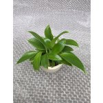 Philodendron Green princess mini – Sleviste.cz