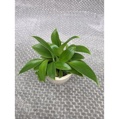 Philodendron Green princess mini – Sleviste.cz