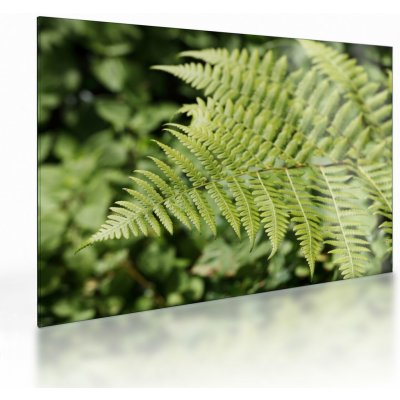Skleněný obraz - Kapradinový list, jednodílný 70x50 cm na skle – Hledejceny.cz