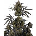 420 Fast Buds Pound Cake AUTO semena neobsahují THC 1 ks – Zboží Dáma