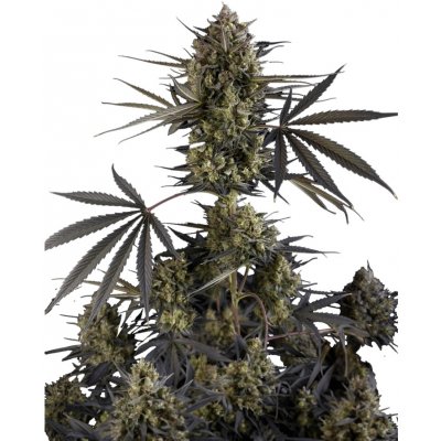 420 Fast Buds Pound Cake AUTO semena neobsahují THC 1 ks – Zboží Dáma