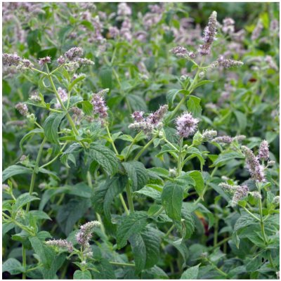 Máta dlouholistá Horse mint - Mentha longifolia - osivo máty - 0,1 g