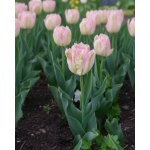 Tulipán 'Weber's Parrot' 5 ks – Hledejceny.cz