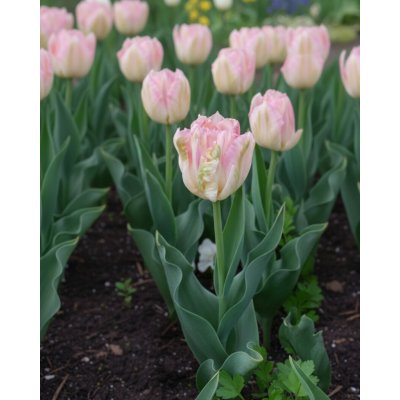 Tulipán 'Weber's Parrot' 5 ks – Hledejceny.cz