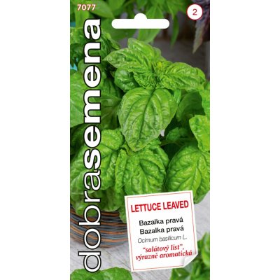 Dobrá semena Bazalka pravá - Lettuce Leaved, širokol. sal. 0,8g – Zbozi.Blesk.cz