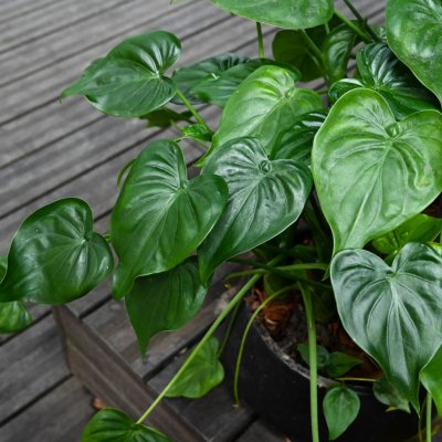 Alokázie Alocasia cucullata semena alokázie 4 ks – Zboží Dáma