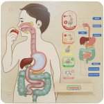 Vzdělávací sada Montessori trávicí soustava MASTERKIDZ – Hledejceny.cz