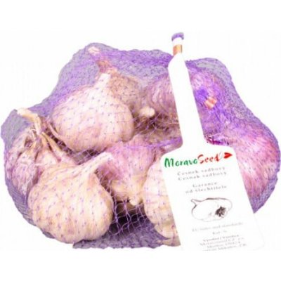 Česnek paličák sadbový Topaz 5ks – Zboží Dáma