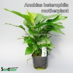 Anubias heterophylla – Zboží Mobilmania
