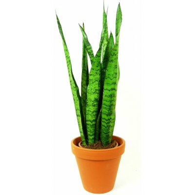 Gardners Sansevieria zeylanica, průměr 17 cm Sanseveria, tchýnin jazyk, tenura – Zboží Dáma