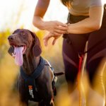 Contipro Geloren Dog L-XL 420 g – Zbozi.Blesk.cz