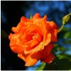 Růže velkokvětá oranžová - Rosa - prostokořenné sazenice růže - 1 ks