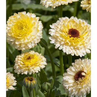 Měsíček lékařský Ivory Princess - Calendula officinalis - semena měsíčku - 40 ks