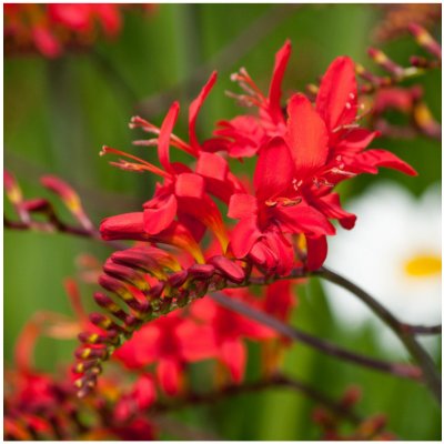 Montbrécie Lucifer - Crocosmia - cibuloviny - 4 ks