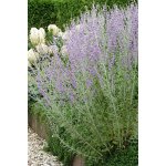 Perovskia atriplicifolia BLUE SPIRE - perovskie lebedolistá, ruská šalvěj – Zboží Dáma