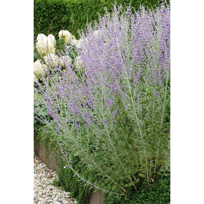 Perovskia atriplicifolia BLUE SPIRE - perovskie lebedolistá, ruská šalvěj – Zboží Dáma