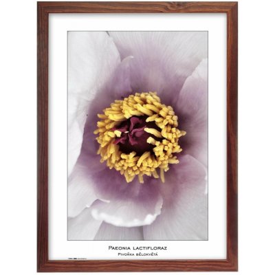 TRADAG Natura 29,7 x 42 - A3 hnědý – Zboží Živě