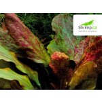 Echinodorus Red Flame - Šípatkovec Red Flame – Zboží Dáma Echinodorus Red Flame - Šípatkovec Red Flame – Zboží Dáma