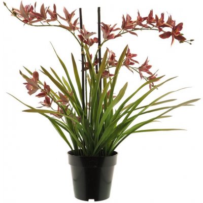 Orchidej (phalaenopsis) rostlina v květínáci krémová 71 cm (N519763) – Zboží Mobilmania