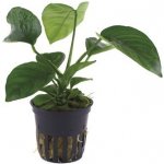 Anubias barteri caladiifolia – Zboží Dáma