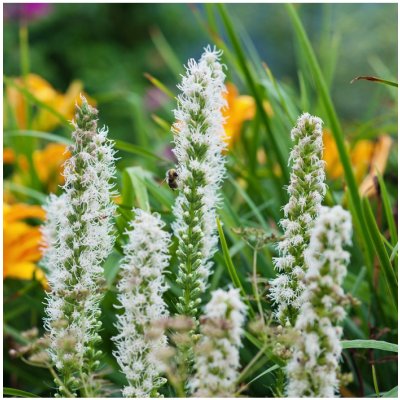 Šuškarda klasnatá Floristan White - Liatris spicata - semena šuškardy - 20 ks