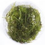 Vesicularia reticulata Erect moss – Zboží Dáma
