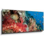 Obraz 1D panorama - 120 x 50 cm - Marine life in the Red Sea. Mořský život v Rudém moři. – Hledejceny.cz