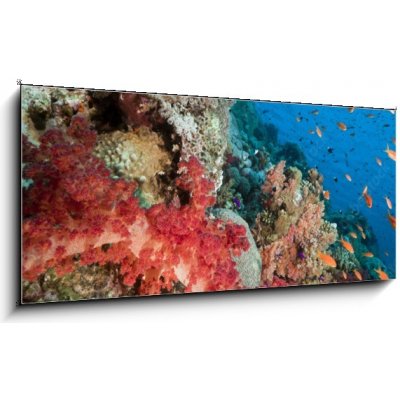 Obraz 1D panorama - 120 x 50 cm - Marine life in the Red Sea. Mořský život v Rudém moři. – Hledejceny.cz