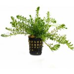 Rotala nanjenshan – Zboží Dáma